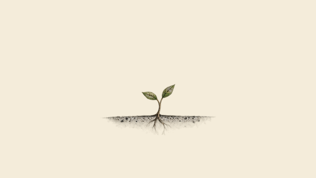 Two leaves, a delicate stem and short roots. The root belongs to this plant.